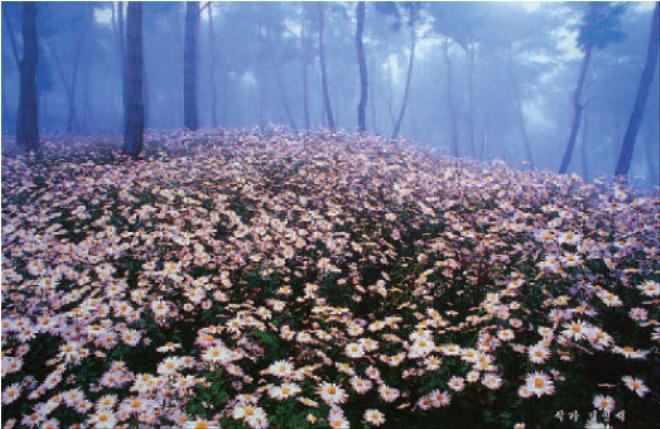 ���μ� �۰��� �⿬.